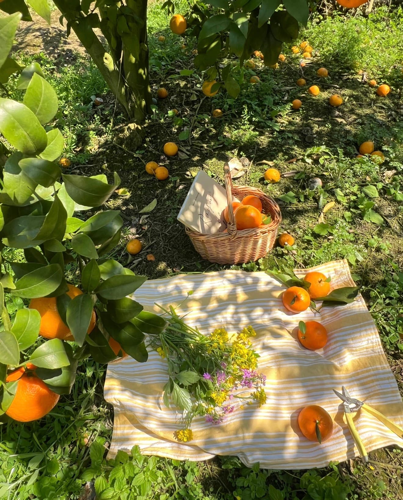 赣南脐橙产区全景